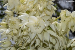 Yucca jaliscensis