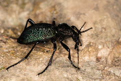 Carabus scabrosus tauricus