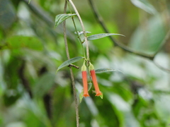 Macleania bullata