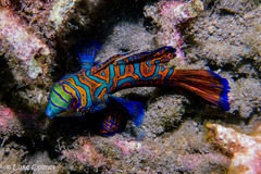 Synchiropus splendidus
