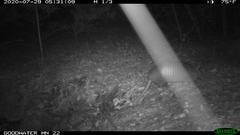 Dasypus novemcinctus