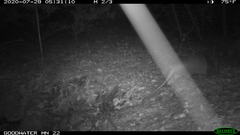 Dasypus novemcinctus