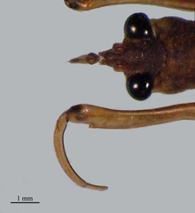 Ranatra fusca