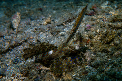 Dactylopus kuiteri