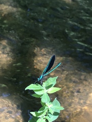 Calopteryx maculata