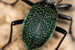Carabus scabrosus tauricus
