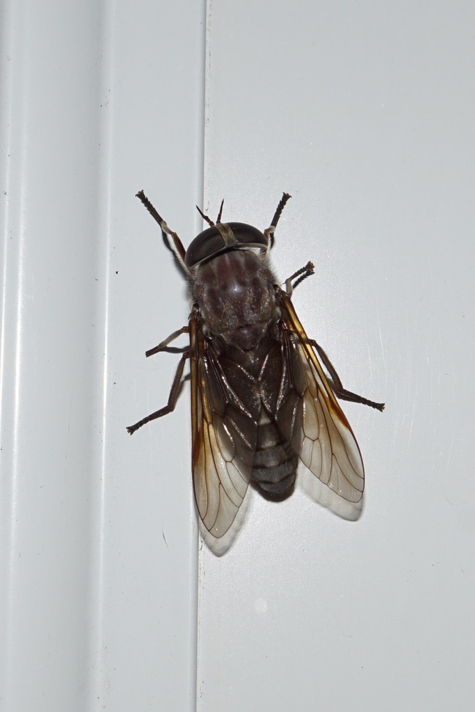 Tabanus catenatus