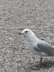 Larus delawarensis