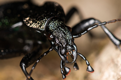Carabus scabrosus tauricus