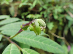 Burmeistera cylindrocarpa