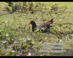 Gallinula galeata cachinnans