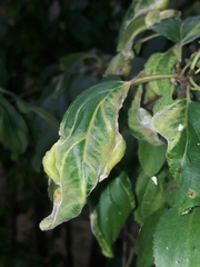 Trichochermes walkeri