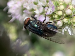 Compsomyiops callipes