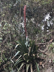 Tillandsia pastensis