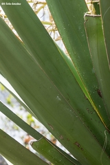 Yucca jaliscensis