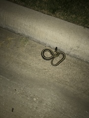 Thamnophis sirtalis annectens