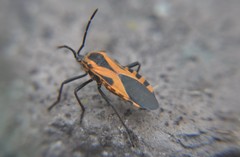 Sephina vinula