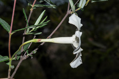 Mandevilla hypoleuca