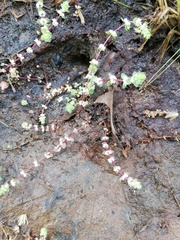 Illecebrum verticillatum