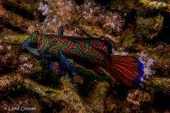 Synchiropus splendidus