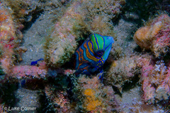 Synchiropus splendidus