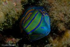 Synchiropus splendidus