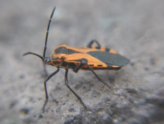 Sephina vinula