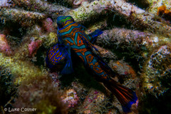 Synchiropus splendidus