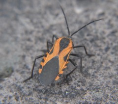 Sephina vinula