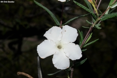 Mandevilla hypoleuca