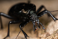 Carabus scabrosus tauricus