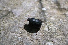 Geotrupes balyi