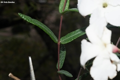 Mandevilla hypoleuca