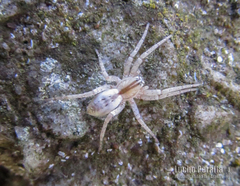 Arachosia praesignis
