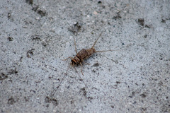 Gryllodes sigillatus