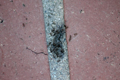 Sceloporus occidentalis longipes