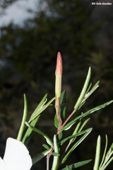 Mandevilla hypoleuca
