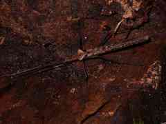 Pseudophasma phthisicum