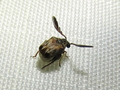 Megacerus cubiculus