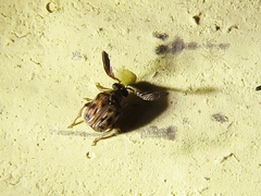 Megacerus cubiculus
