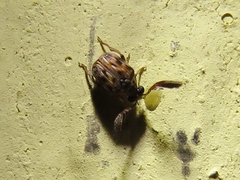 Megacerus cubiculus