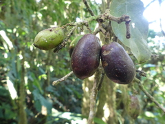 Hieronyma macrocarpa