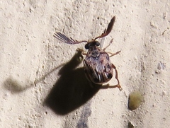 Megacerus cubiculus