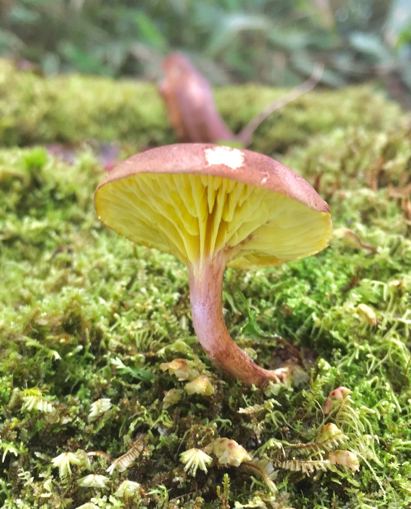 Phylloporus alborufus