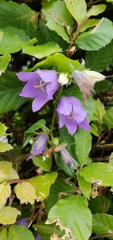 Campanula trachelium