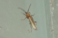 Nacerdes testacea