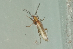 Nacerdes testacea