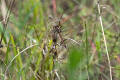 Libellula auripennis