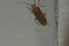 Nacerdes testacea
