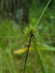 Cyperus lupulinus